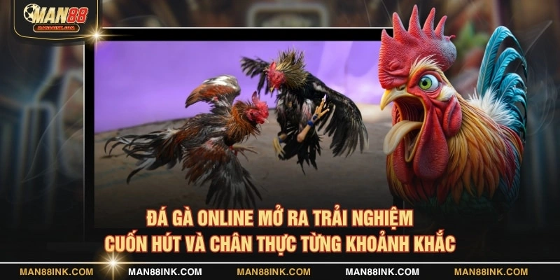 Đá gà online mở ra trải nghiệm cuốn hút và chân thực từng khoảnh khắc